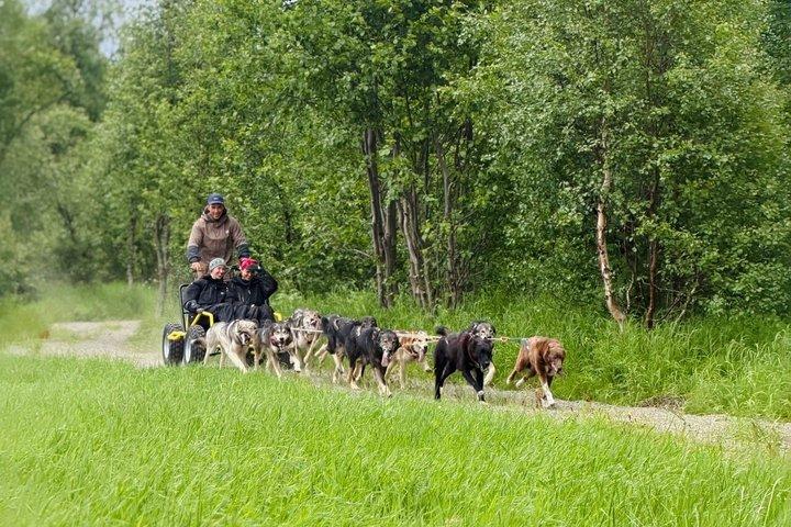 Alta Private Husky Experience at a Racing Kennel