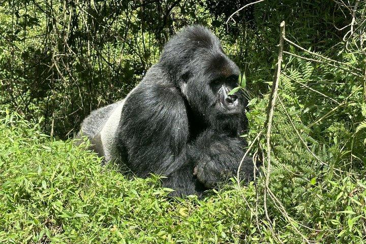 2 Day Bwindi Gorilla Trekking via Kigali