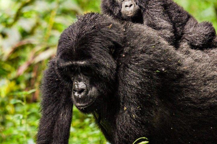 2 Day Bwindi Gorilla Trekking via Kigali