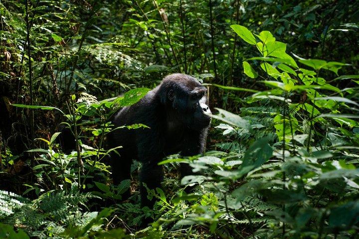 2 Day Bwindi Gorilla Trekking via Kigali