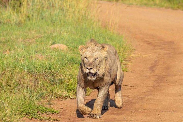 Full Day Safari at Pilanesberg National Park with Lunch