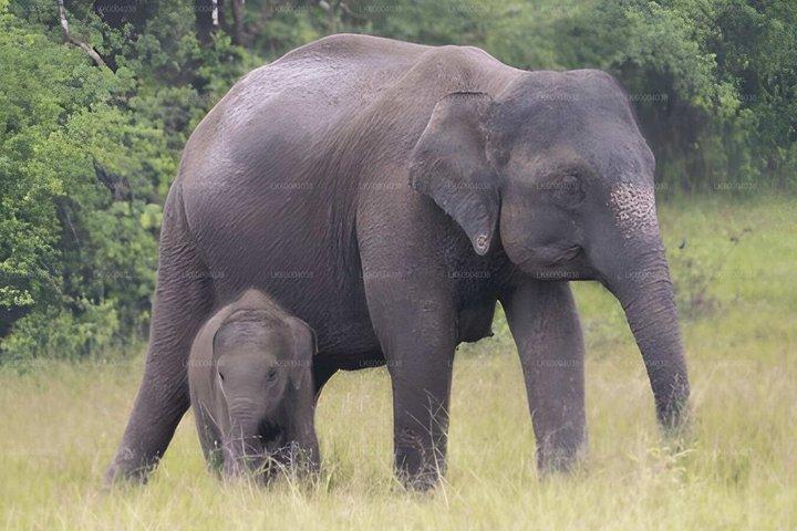 Maduru Oya National Park Safari Privado de Pasikuda