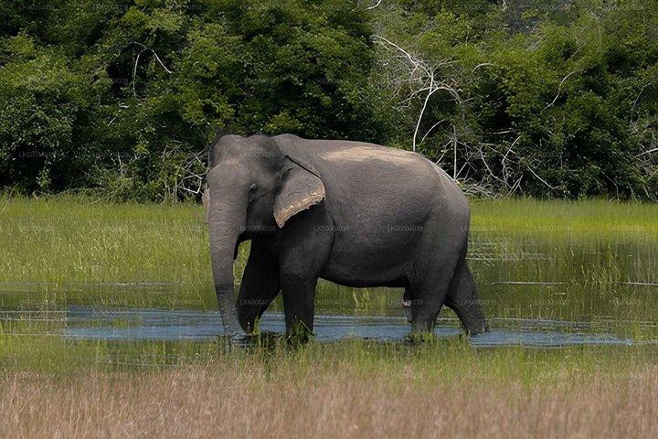 パシクーダ発マドゥル・オヤ国立公園プライベートサファリ
