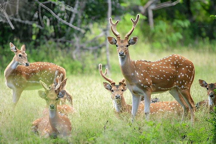パシクーダ発マドゥル・オヤ国立公園プライベートサファリ