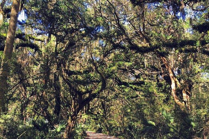 Excursão guiada a pé pelas ilhas Amelia e Talbot