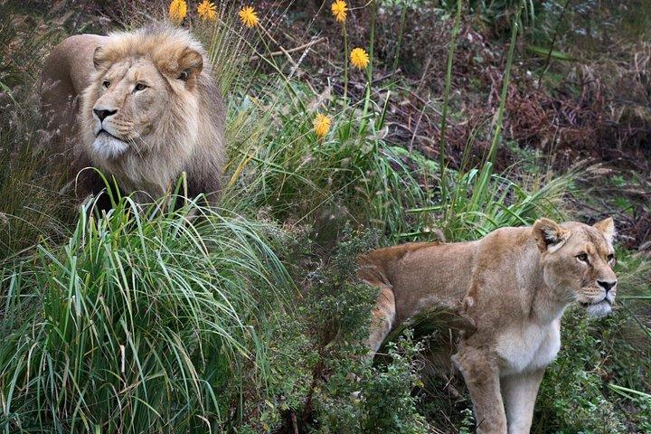 ARTIS ロイヤル動物園チケットとアムステルダム運河クルーズ