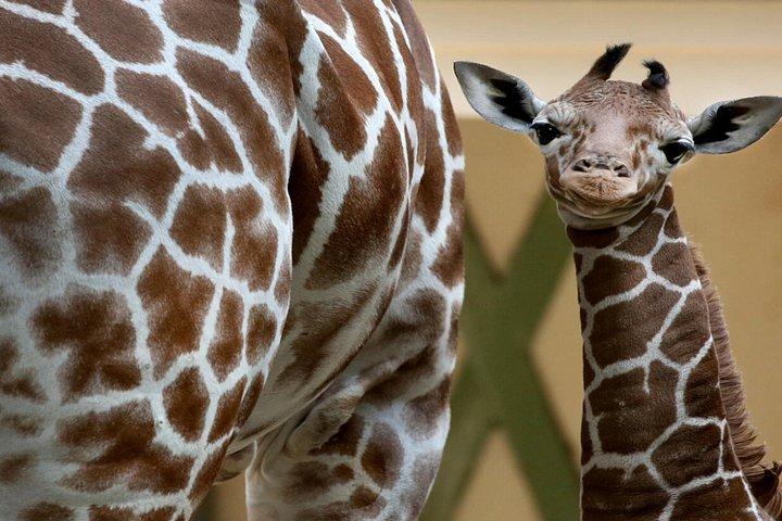 ARTIS ロイヤル動物園チケットとアムステルダム運河クルーズ