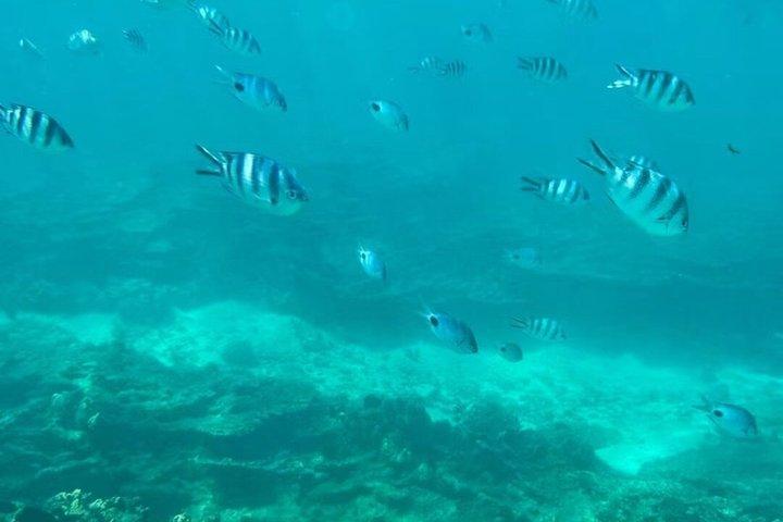 Excursion en catamaran à l'île Aux Cerfs avec déjeuner et transfert