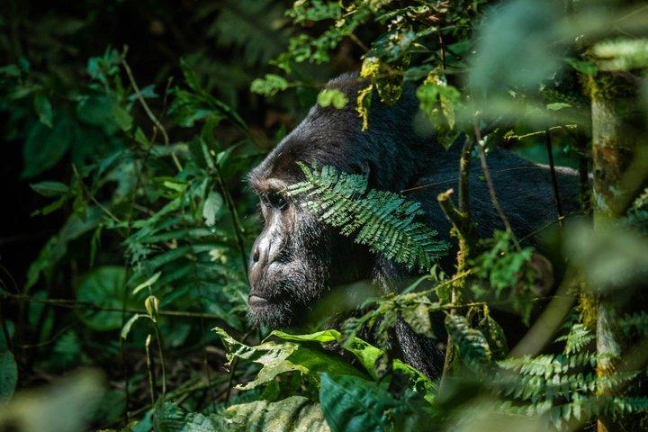2 Day Bwindi Gorilla Trekking via Kigali