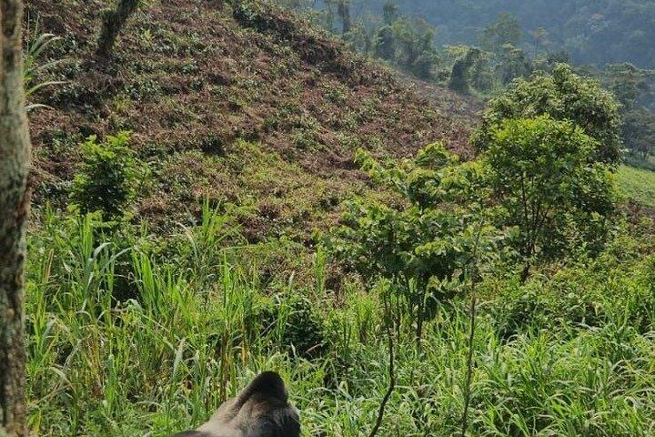 2 Day Bwindi Gorilla Trekking via Kigali