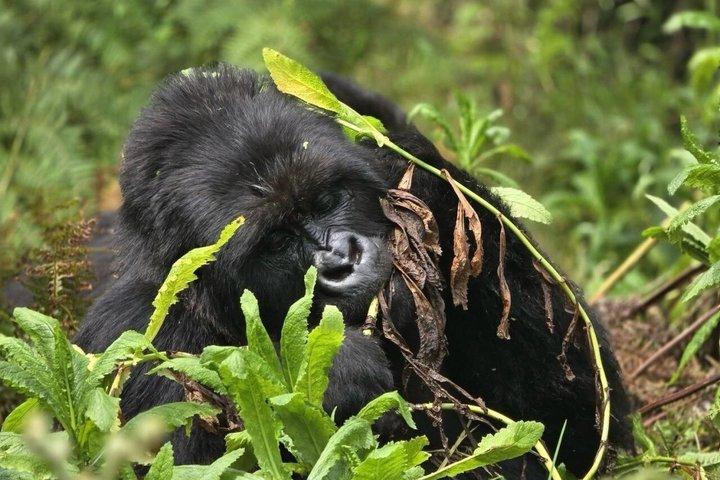 2 Day Bwindi Gorilla Trekking via Kigali