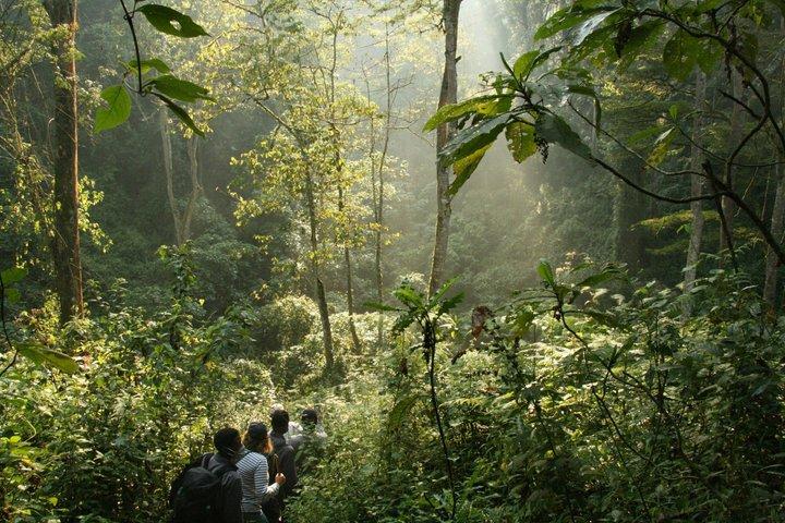 2 Day Bwindi Gorilla Trekking via Kigali