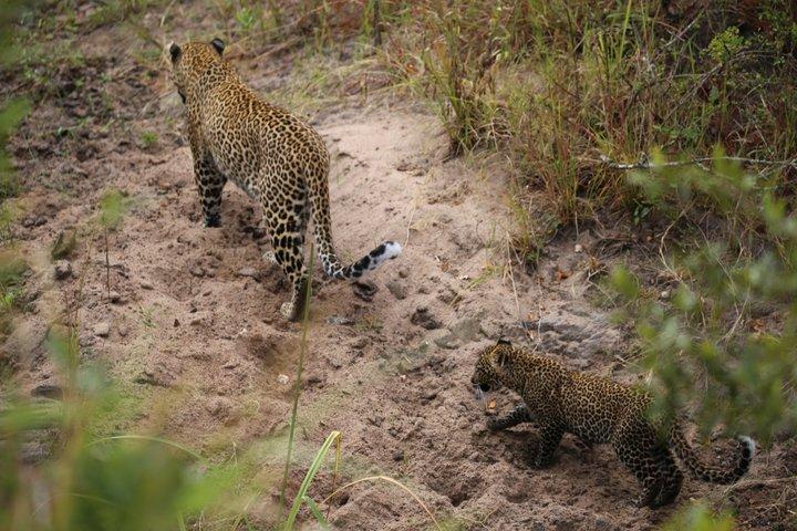 Reserva Nacional Maasai Mara 3 - Excursão de safari de um dia