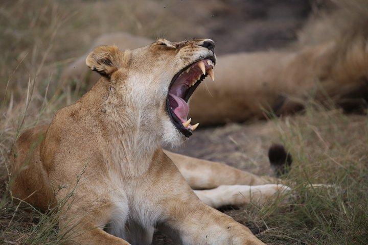 Reserva Nacional Maasai Mara 3 - Excursão de safari de um dia