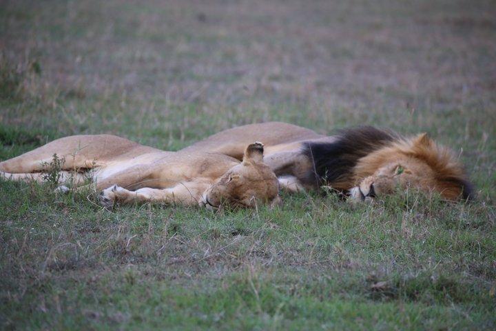 Reserva Nacional Maasai Mara 3 - Excursão de safari de um dia