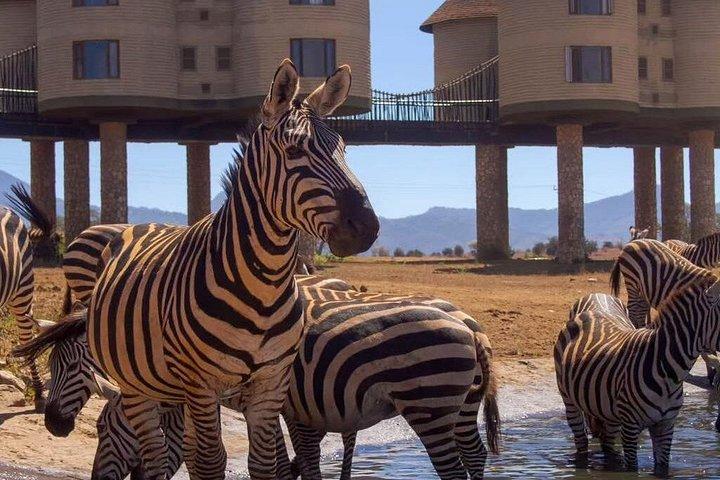 ケニアサファリと海岸エスケープアンボセリディアニビーチアドベンチャー