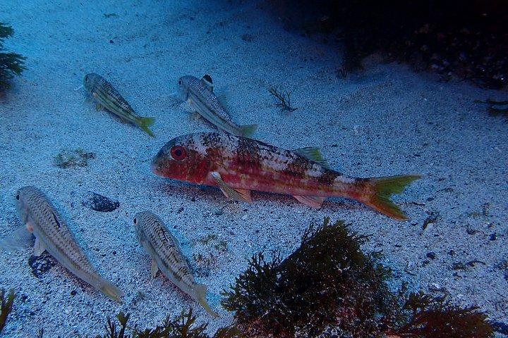 Buceo en la isla Terceira, Azores