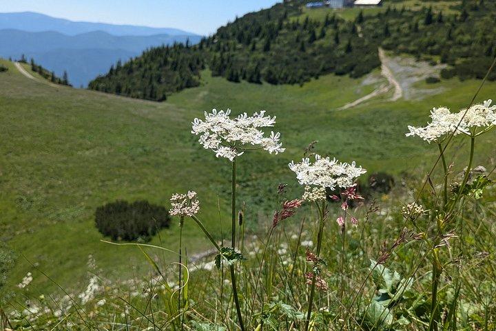 Cool Alpine Breeze: Private Rax Mountain Tour from Vienna