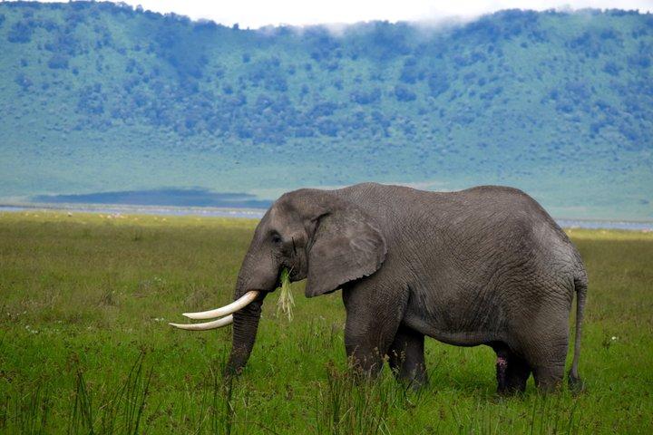 Excursión de un día al cráter Ngorongoro desde Arusha