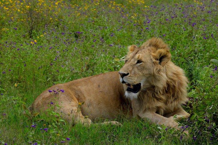 Ngorongoro Crater Day Trip Safari From Arusha