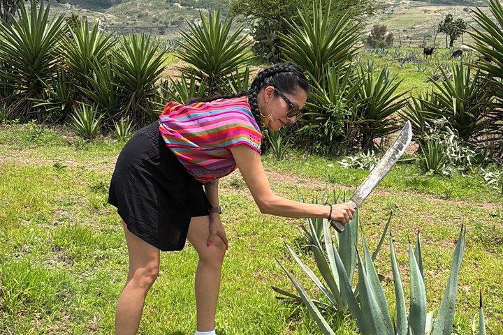 Authentic Mezcal Experience Oaxaca Small Group Local Producers