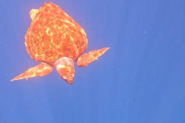 Kayak y snorkel en Los Cristianos
