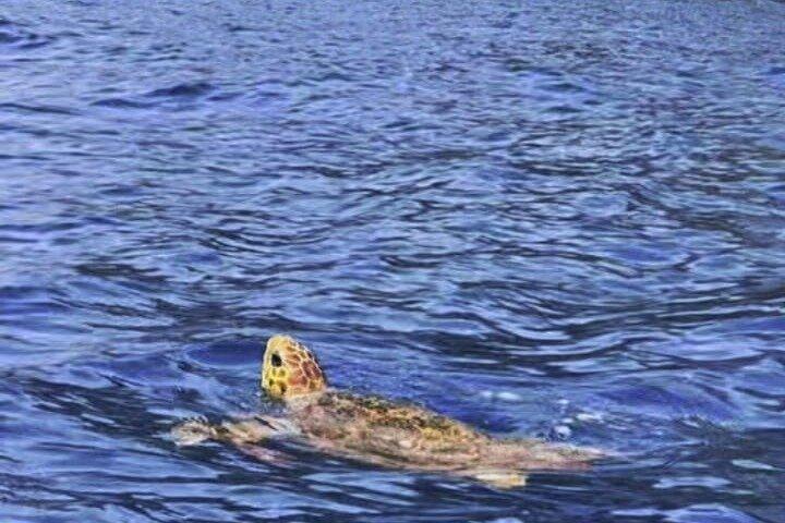 Kayak y snorkel en Los Cristianos