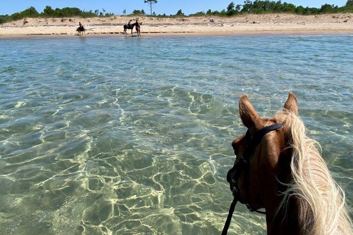 Shared Horse Riding and Kourouta Beach Tour from Katakolo