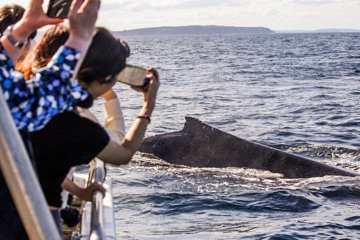 Cruzeiro de aventura para observação de baleias em Sydney