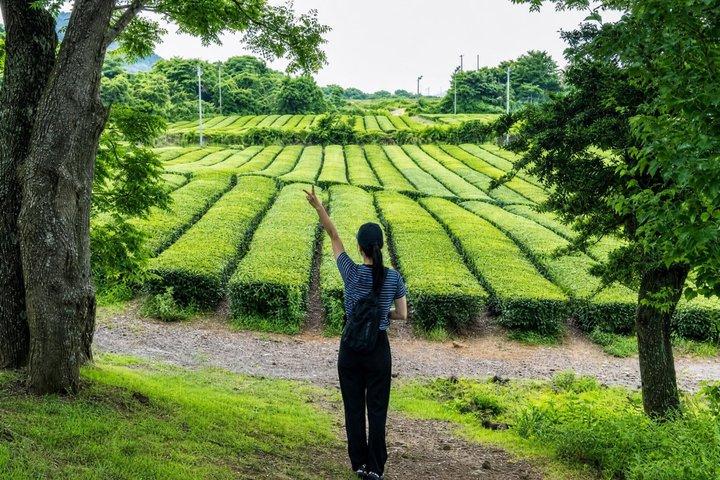 最高の済州島2日間ツアー：ユネスコと必見スポット（東部＆南西部）
