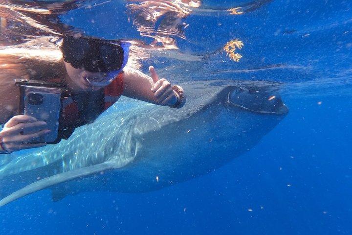 Excursion requin baleine Isla Mujeres
