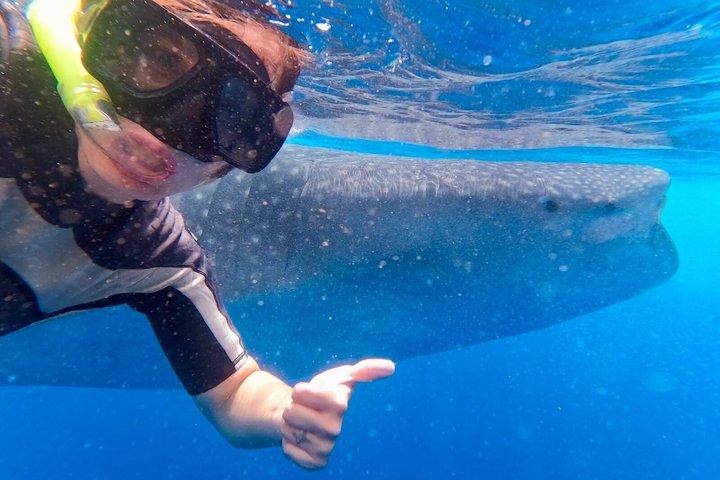 ジンベエザメ ツアー ムヘーレス島