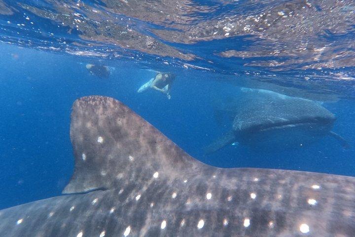 ジンベエザメ ツアー ムヘーレス島