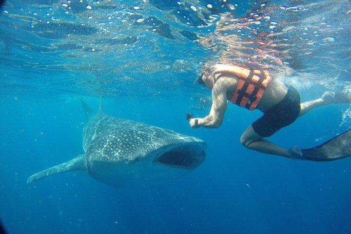 Passeio de Tubarão-Baleia Isla Mujeres