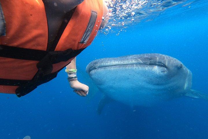 Excursion requin baleine Isla Mujeres