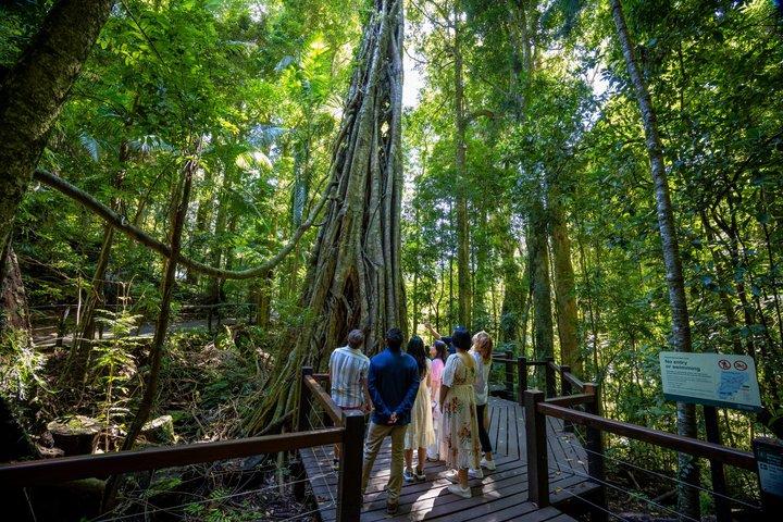 Springbrook Waterfalls & Natural Bridge Tour au départ de Gold Coast