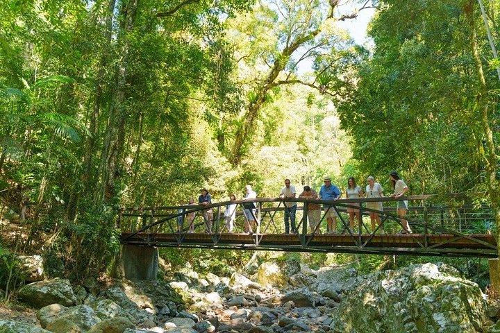 Springbrook Waterfalls & Natural Bridge Tour from Gold Coast