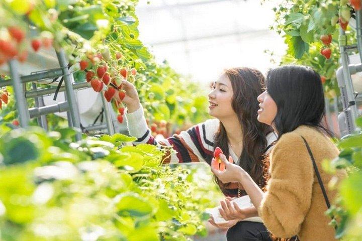 Mt. Fuji Fruit Picking and Scenic Train Adventure