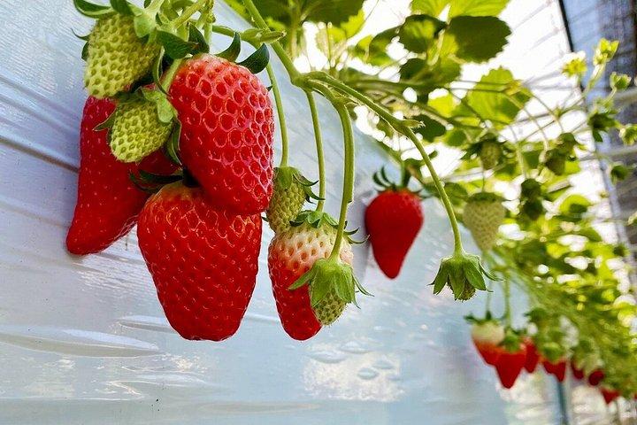Mt. Fuji Fruit Picking and Scenic Train Adventure