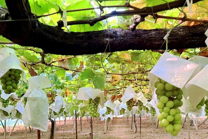 Mt. Fuji Fruit Picking and Scenic Train Adventure