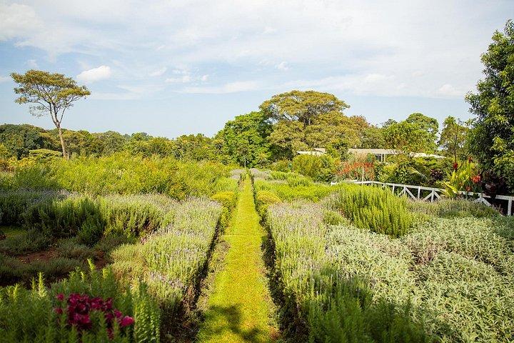 ガトーニ官能庭園と紅茶農園ガイドツアー（テイスティング付き）