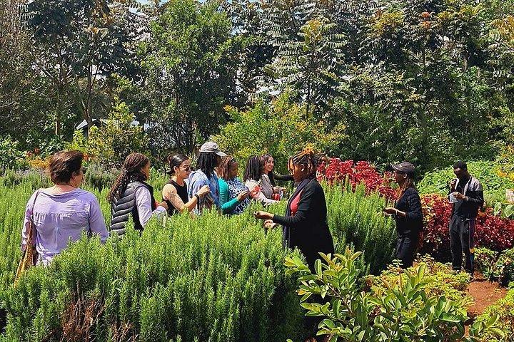 ガトーニ官能庭園と紅茶農園ガイドツアー（テイスティング付き）