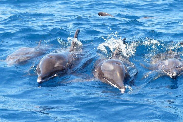 エコを尊重するリーダーたち クジラやイルカとの遭遇は追いかけない
