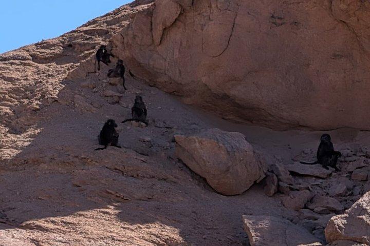 Moon Landscape and Welwitschia Guided Tour
