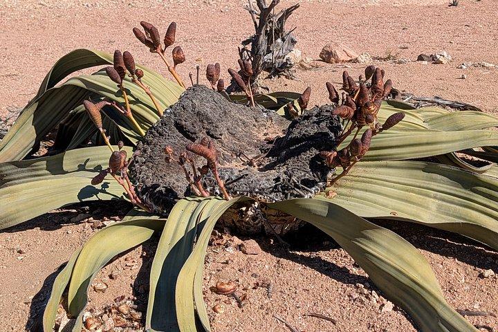Moon Landscape and Welwitschia Guided Tour