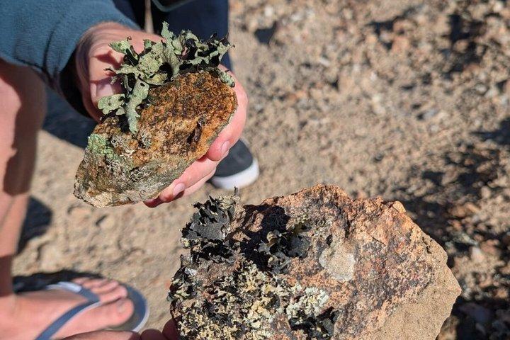 Moon Landscape and Welwitschia Guided Tour