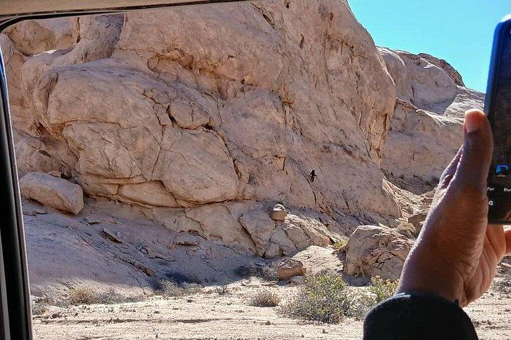 Moon Landscape and Welwitschia Guided Tour