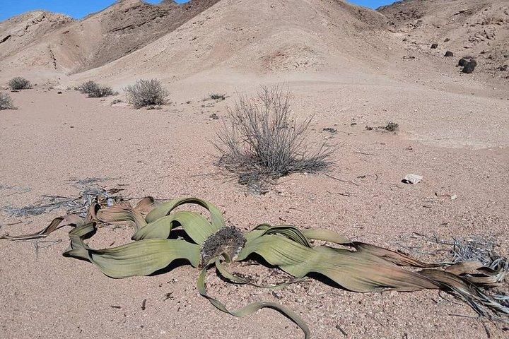 Moon Landscape and Welwitschia Guided Tour
