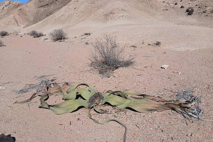 Moon Landscape and Welwitschia Guided Tour