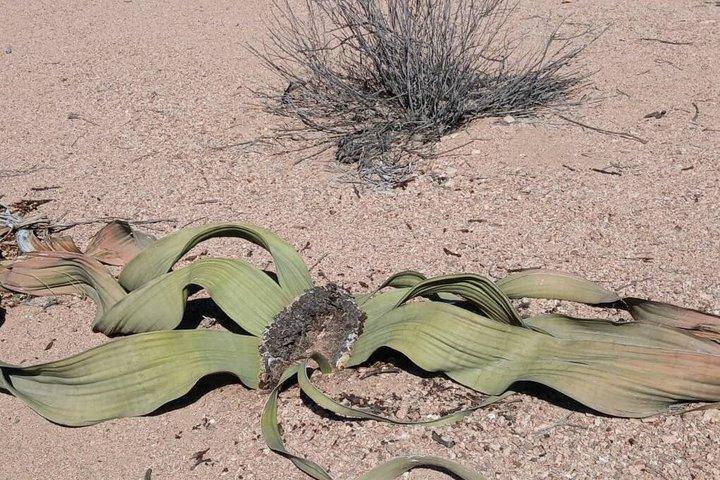 Moon Landscape and Welwitschia Guided Tour